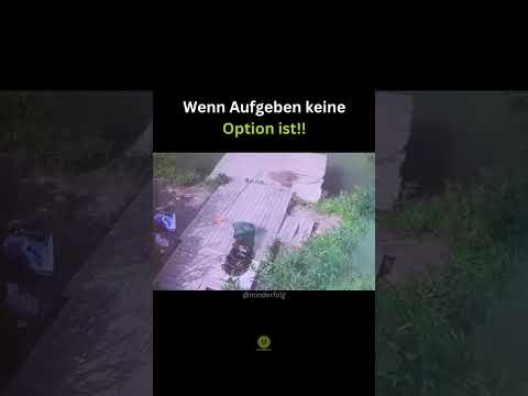 Wenn Aufgeben keine