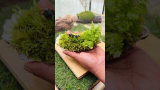 I Turned an Oyster Shell into a Tiny Forest 🌿🦪. #shorts