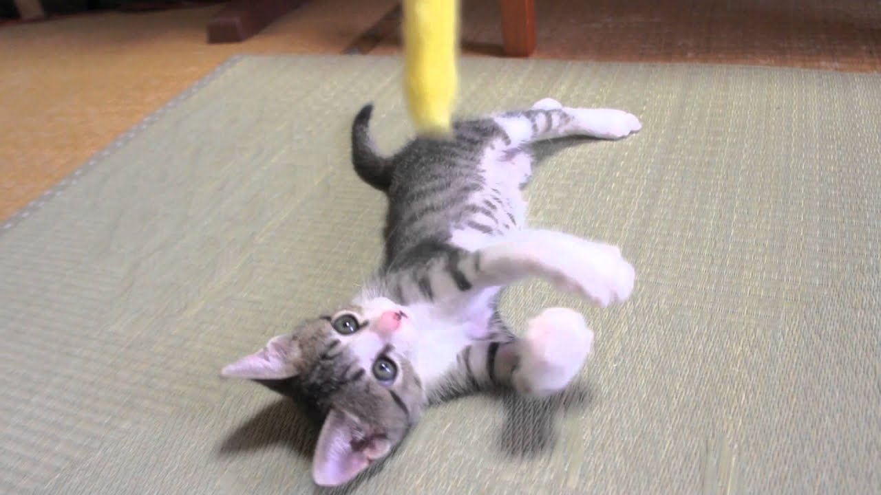 ハッスル子猫 - Kitten playing with a toy -