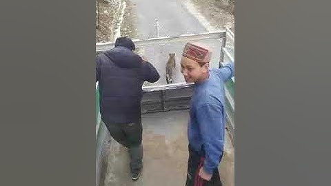 Himalayan leopard moving on road | kullu banjar valley | people playing with leopard its Dangerous
