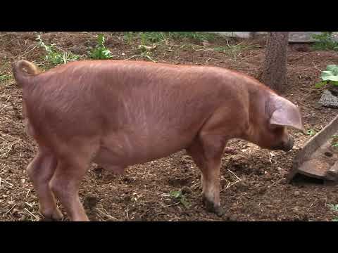 გოჭს რომელსაც მოვაშორებთ დედას საკვების ხშირი გამოცვლით არ ვეთამაშოთ..