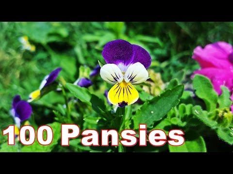 Top 100 Pansies 🌺 Viola Tricolor 🌺 Video with Pansy Flower (4K)