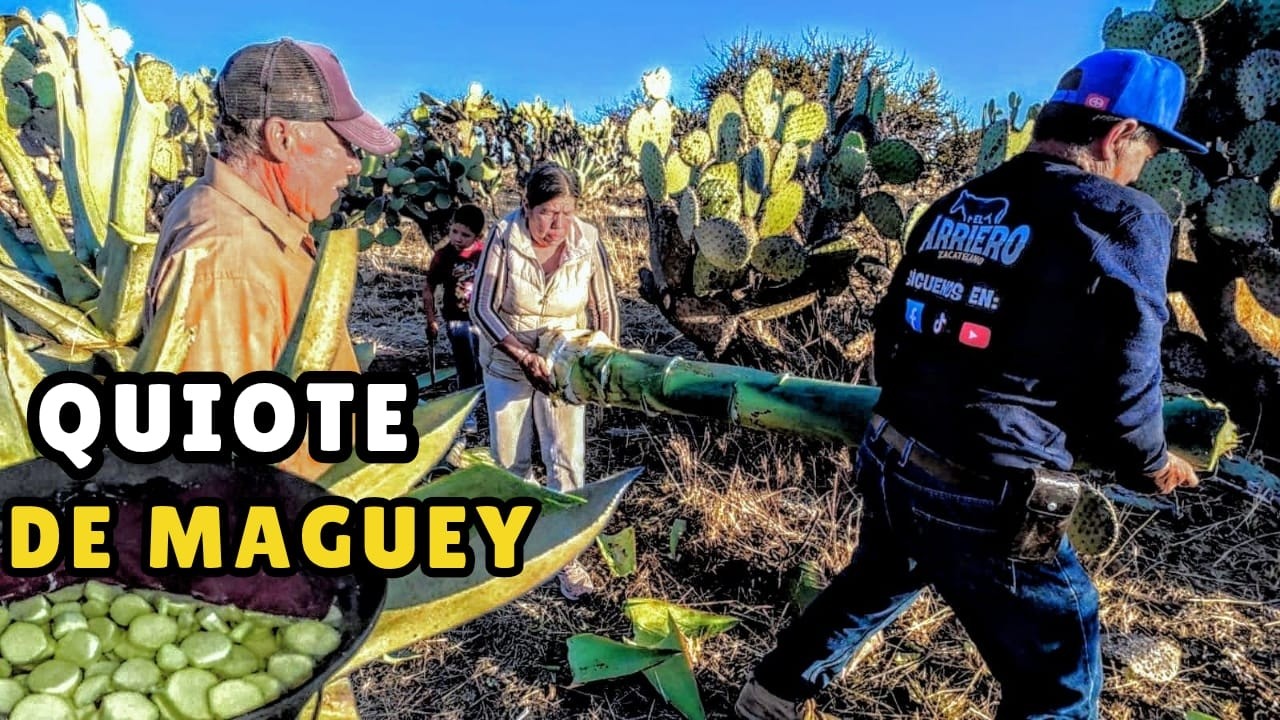 QUIOTE al CALZO / De donde Lo Sacan y como lo Preparan