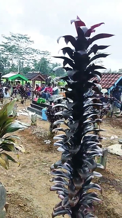 selamat jln kang Herman semoga amal ibadahmu di Terima dan dihapus semua kesalahanmu