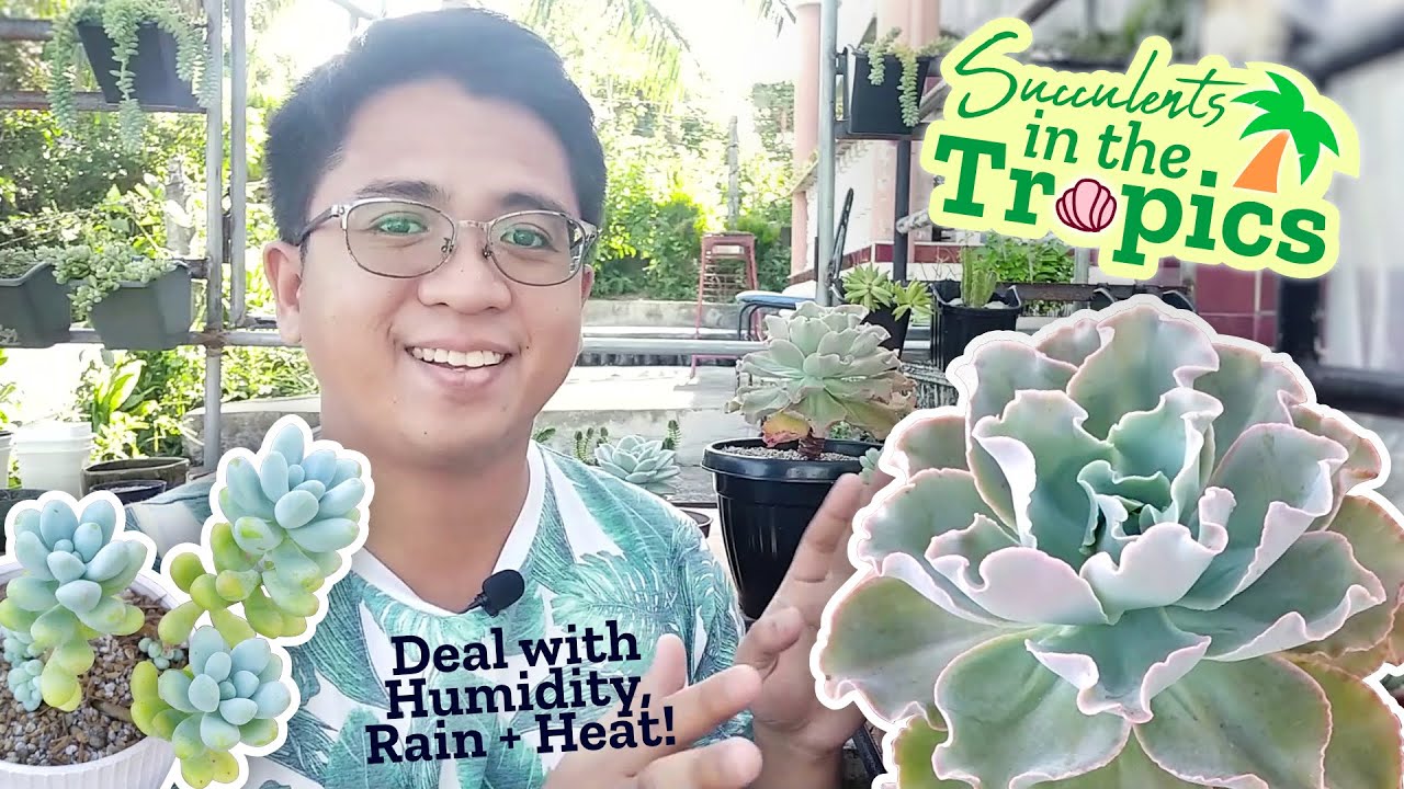 How to Grow Succulents in Tropical Climates / Tips from a Filipino Grower!
