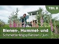 Bienen-, Hummel- und Schmetterlingspflanzen / Juni