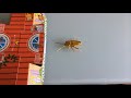 折り紙 ゴキブリ origami cockroach