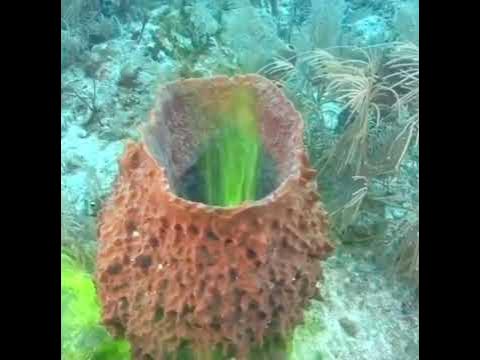 Як морська губка пропускає через себе воду - YouTube