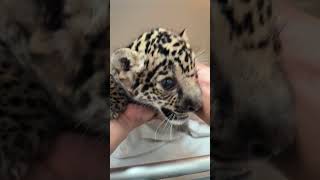 Inilah Binatang Buas, Masih Anak Aja Uda Buas #Shortvideo #Tiger #Lion #Jaguar #Jaguars