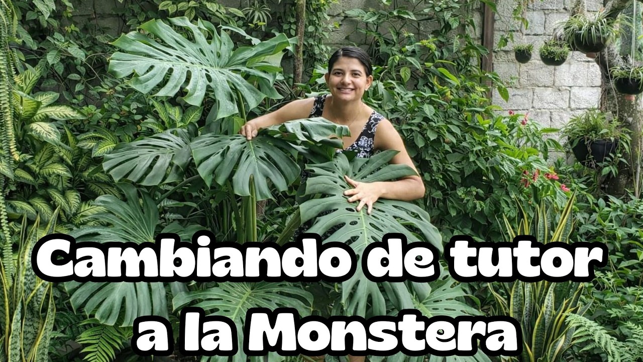 maranta prayer plant Prayer Plant (Maranta leuconeura 'Silver Band') Live Houseplant 6