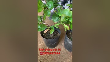 Mai cúc bi tiên sinh