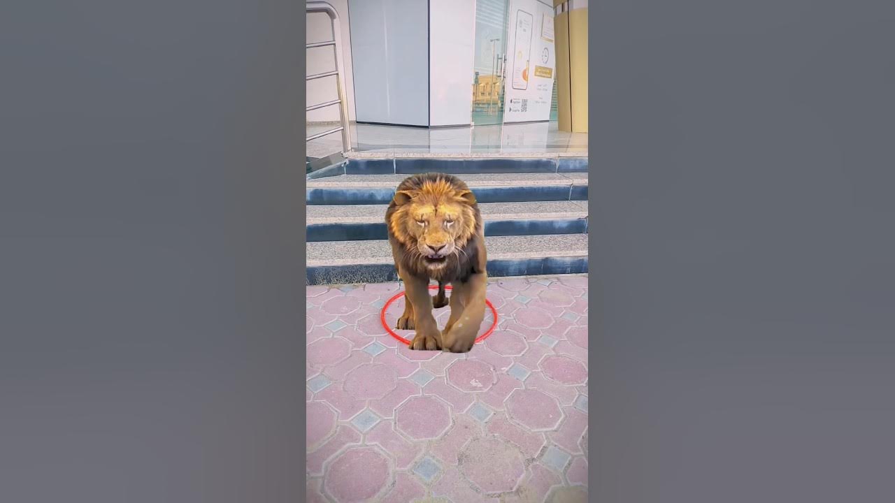 Animal Ke Naam shorts viral YouTube animal-ke-naam-shorts-viral-youtube