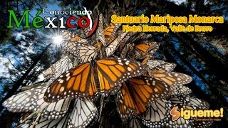 Mariposa Monarca en Valle de Bravo - Conociendo México - Sigueme.Mx