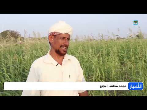 مزارعو البطيخ في الحديدة يشكون ارتفاع أسعار المشتقات النفطية