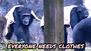 大家好冷，需要穿衣服🐵🐵Chimpanzee Daily|Taipei zoo#黑猩猩 #animals #台北市立動物園  @hellochimpazeetv