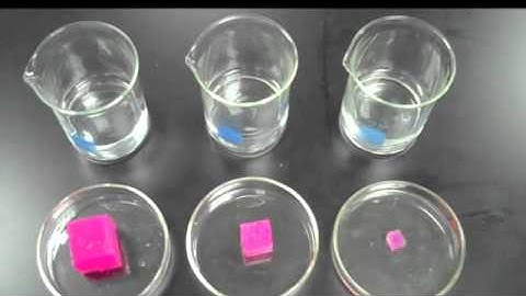 2.1.6 Explain the importance of the surface area to volume ratio as a factor limiting cell size