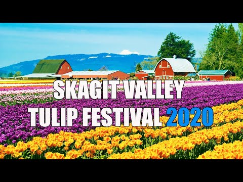Video: Najbolje Raditi U Okrugu Skagit, Washington, Festivalu Tulipana