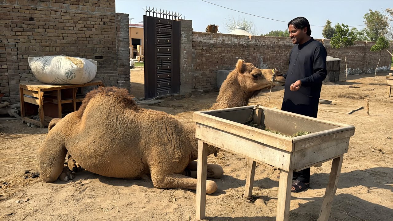 Hamare Dere Par Camel Aa Gaya! 😍 Naya Mehmaan | Talha Ghouri Vlogs