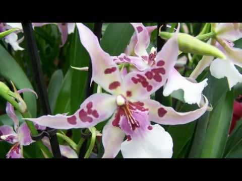 Video: Orchidee In 'n Fles (35 Foto's): Hoe Om Te Sorg Vir 'n Orgidee In 'n Glasvaas Sonder Aarde? Hoe Om 'n Kapsule Of Blompot Te Kies?