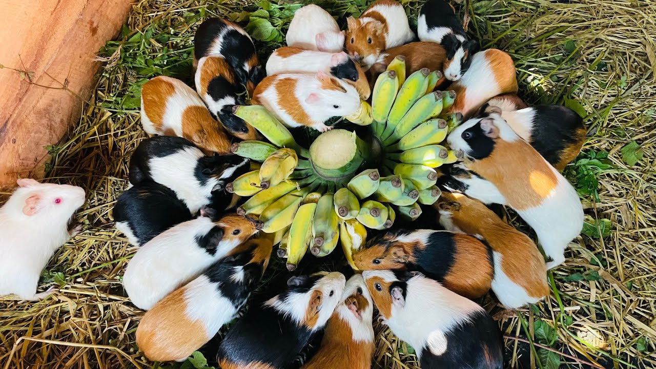Guinea Pig Farming: Guinea Pig Herd having MASSIVE Dinner ( Fresh ...