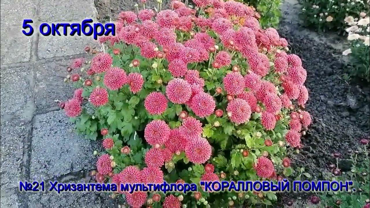 Хризантема мультифлора Липстик / VFL.Ru - надёжный и быстрый фотохостинг с 2009 