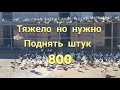 Голуби Сергея (Погоняем штук 800)Sergei's pigeons (Chasing 800 pieces)