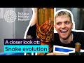 Understanding Snake Evolution and Locomotion