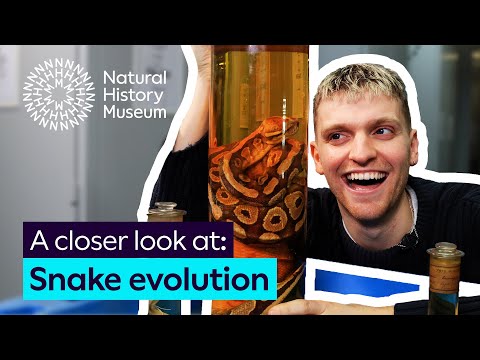 Snakes used to