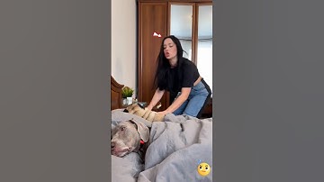 Manvi wants to go on a trip with Chintu 🌹 #cat #shortvideo