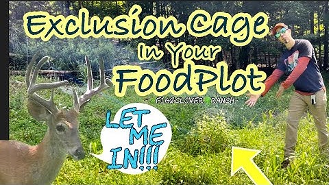 Food Plot Strategy - Exclusion Cage - how much Deer Browse Pressure do you have ? -🦌 #deerhunting