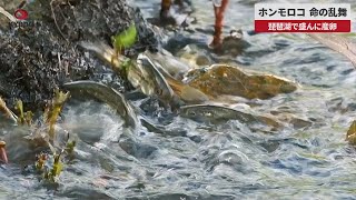 【速報】ホンモロコ、命の乱舞　琵琶湖で盛んに産卵