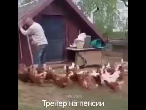 Улыбнитесь 😂 УДИВИТЕЛЬНО! Даже КУР МОЖНО НАУЧИТЬ РАБОТАТЬ В КОМАНДЕ !