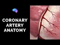 Coronary Artery Anatomy (3D Anatomy Tutorial)
