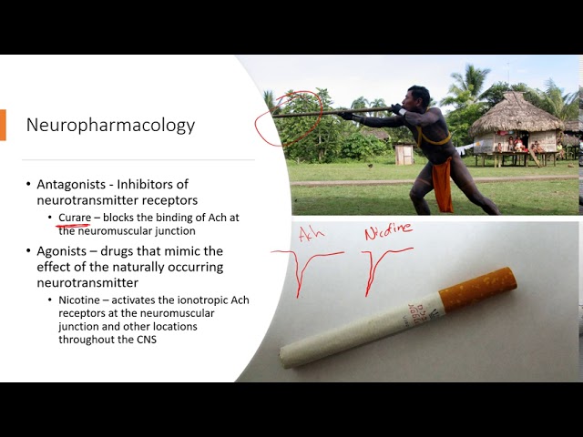 Neurotransmitters