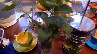 Мелисса или Котовник кошачий Мелисса или Котовник кошачий