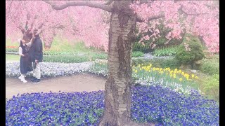 Glorious Spring -Emmanuelle/ Pierre Bachelet .