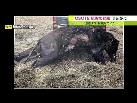 ウシ “66頭” 襲ったヒグマ「OSO18」ついに駆除 人から逃げずハンターが出動 体長2.1m 体重330kg (23/08/22 18:15)