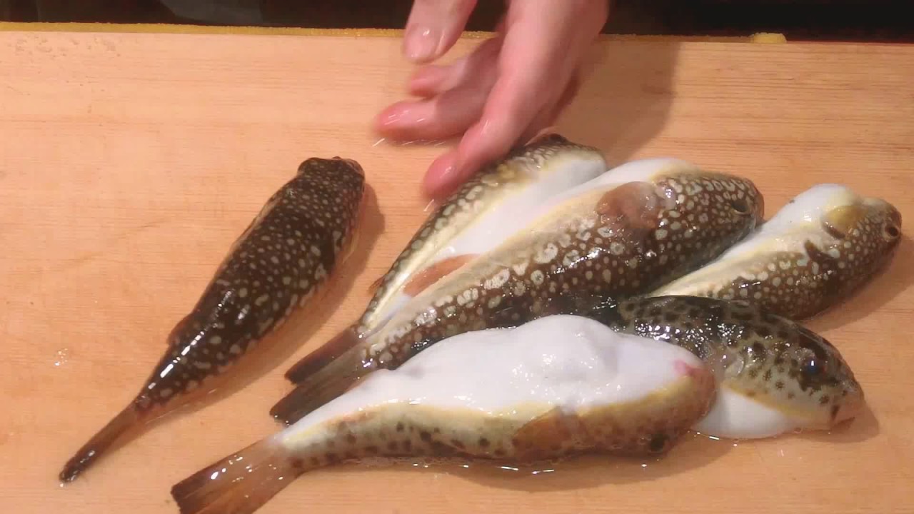 小フグ 河豚 福 の捌きと 湯引き 1 大和の 和の料理 湯引き Youtube