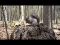 Wild Animals in the Forest - 10 Hour Video for Pets and People - May 19, 2023