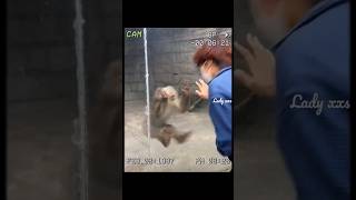 #Funny Aggressive Monkey Was Trying To Attack People But Getting Hurt#Shorts