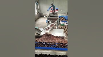 Chestnut sorting machine