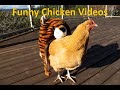 Funny Chicken Videos