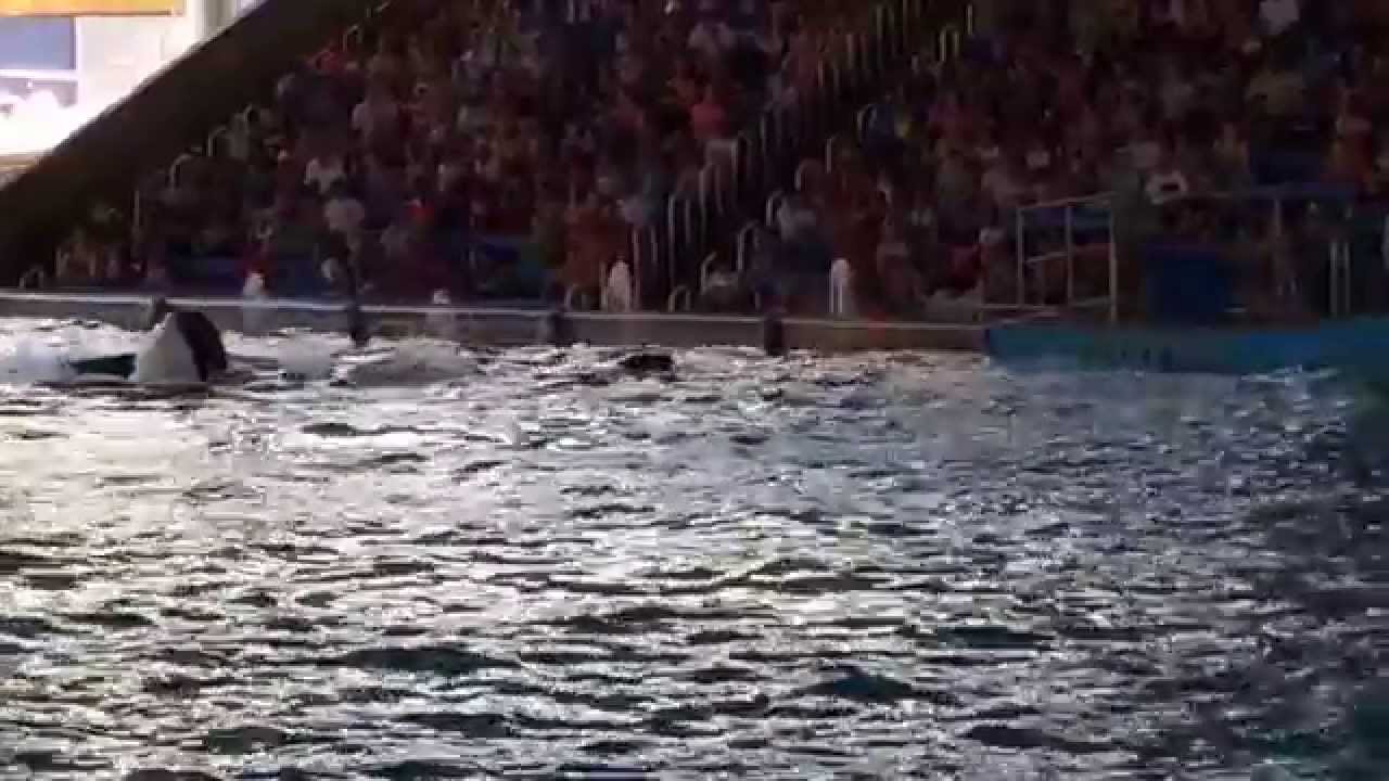 Shamu Killer Whales Show - YouTube