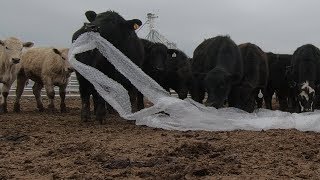 Cows Playing With Bubble Wrap