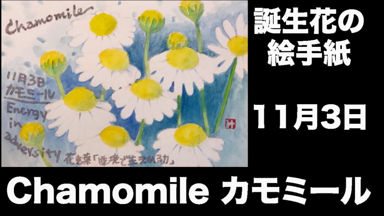 誕生花の絵手紙 11月3日 Chamomil カモミール Youtube