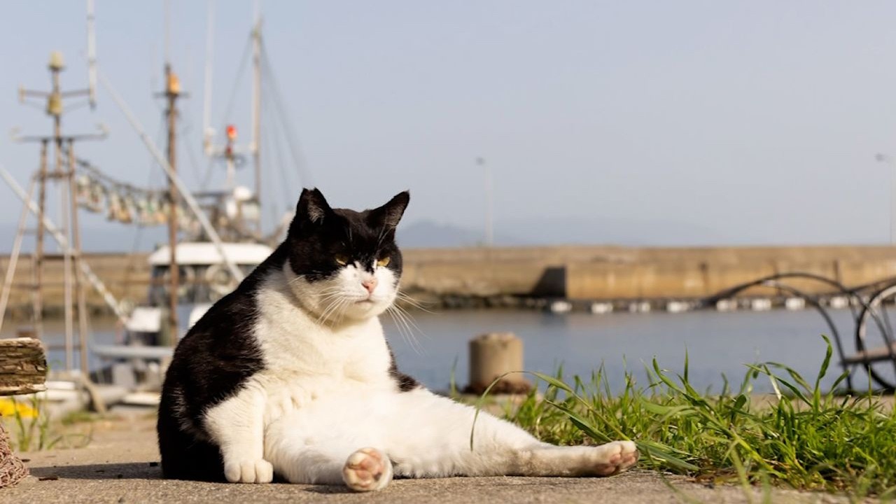 Laugh Out Loud 😂 Best Funny Animal Moments #59