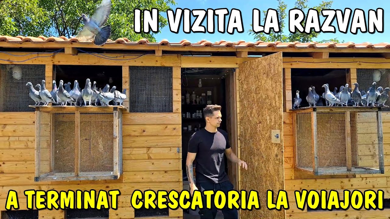 În sfârșit a terminat Voliera pentru porumbei ❗🕊în vizita la Răzvan #viatalatara
