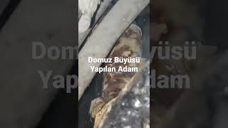 Domuz Büyüsü Yapılmış Adam Ürk Üyücü Ğ Çbilgiler Ülüet 