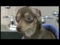 Abused dog's ears amputated Abused dog's ears amputated