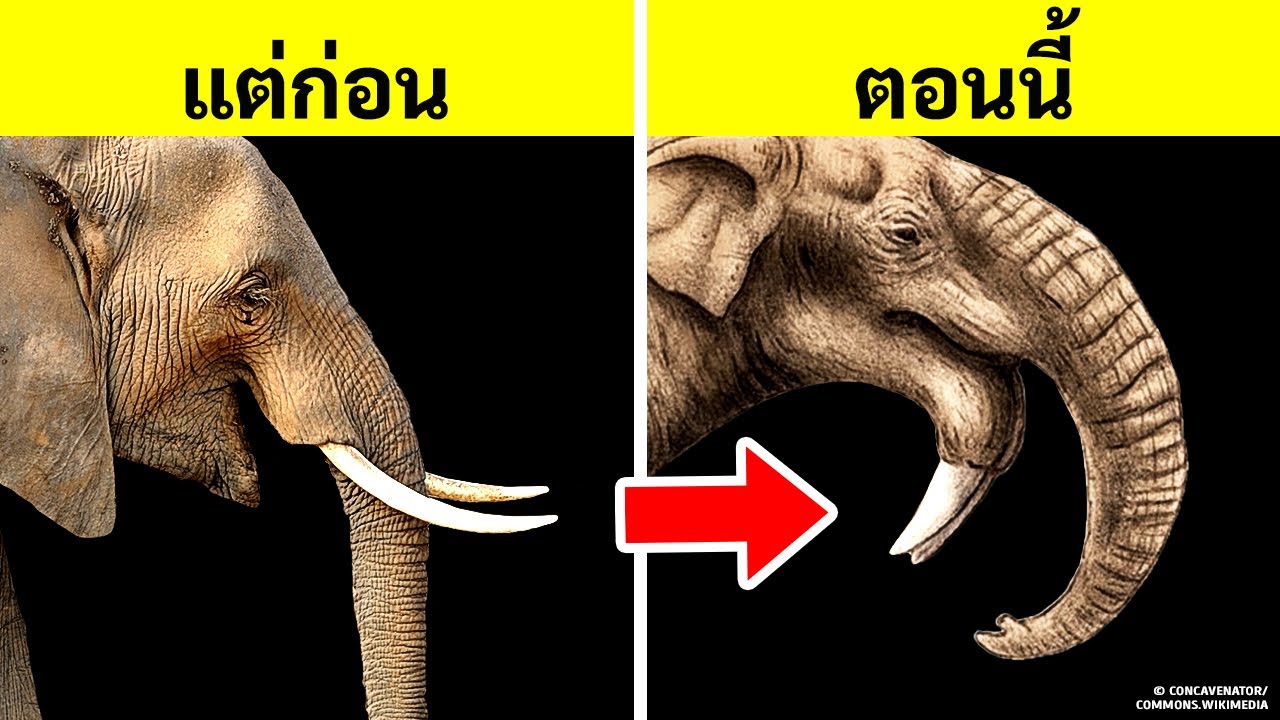สัตว์โบราณและสัตว์สมัยใหม่ 7 ชนิดที่ไม่เกี่ยวข้องกันเลยแต่ดูคล้ายกันมาก